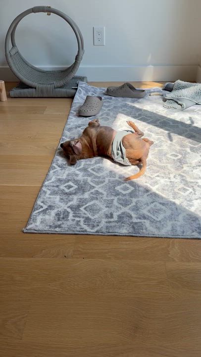 Enlarge Franklin, a Adoptable mixed breed in Austin, TX video 5/5