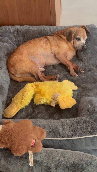 Enlarge Franklin, a Adoptable mixed breed in Austin, TX video 5/5