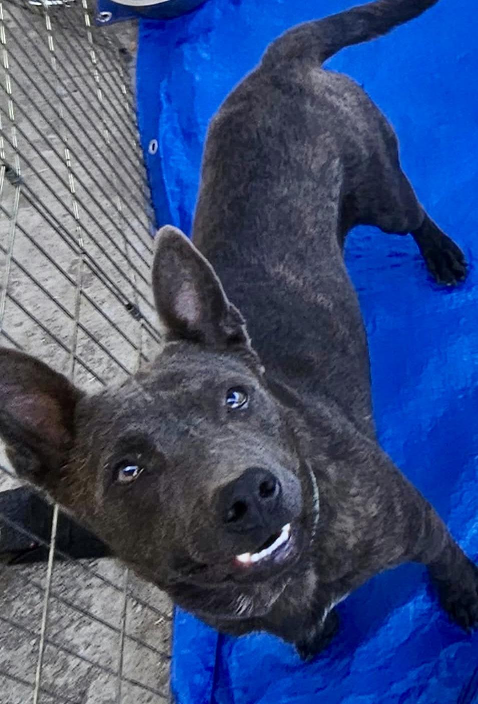 Wilmer, an adoptable Pit Bull Terrier, Australian Cattle Dog / Blue Heeler in Pocatello, ID, 83202 | Photo Image 2