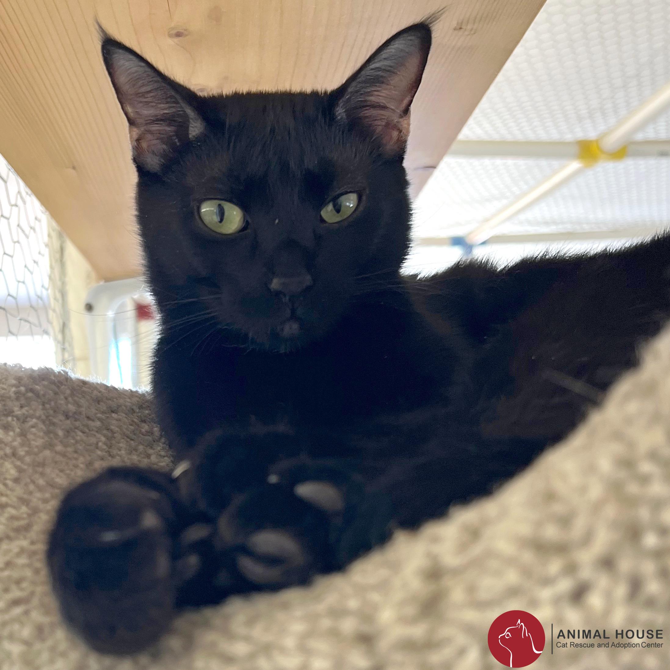 Enlarge Bellatrix Lestrange, a Adoptable Domestic Short Hair in St. Louis, MO image 1/1