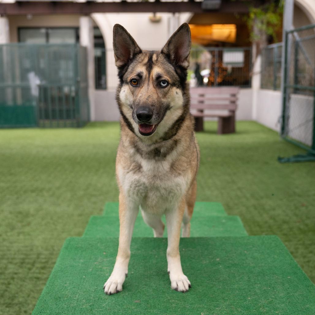 Enlarge Cinco, a Adoptable mixed breed in Pasadena, CA image 1/6