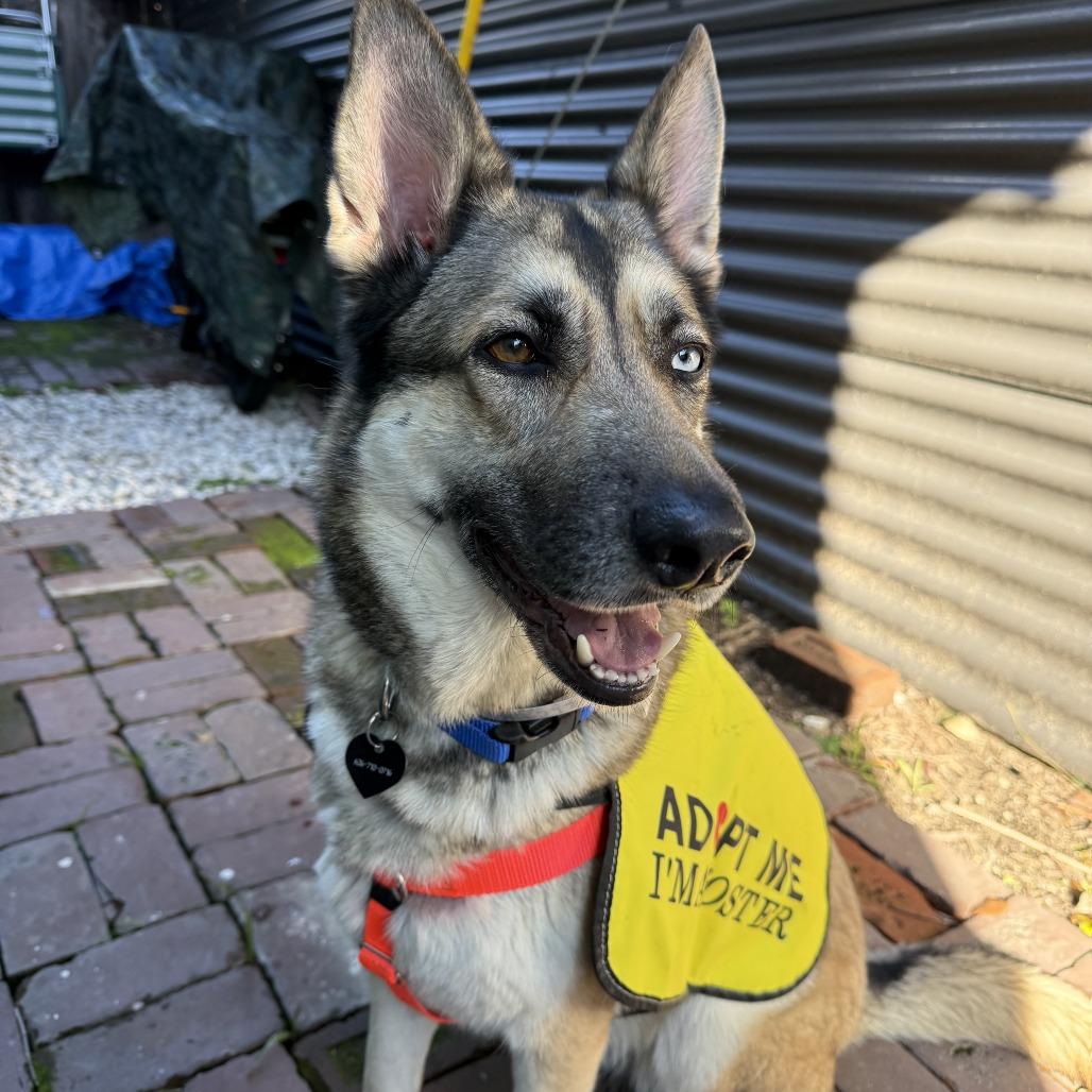 Cinco, Adoptable, Adult Female Husky.