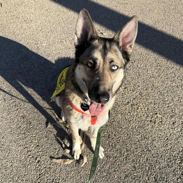 Enlarge Cinco, a Adoptable mixed breed in Pasadena, CA image 3/6