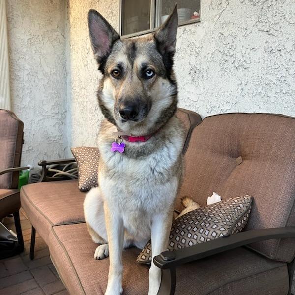 Enlarge Cinco, a Adoptable mixed breed in Pasadena, CA image 4/6