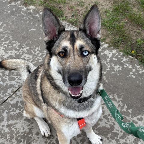 Cinco, Adoptable, Adult Female Husky.