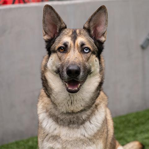 Enlarge Cinco, a Adoptable mixed breed in Pasadena, CA image 5/6