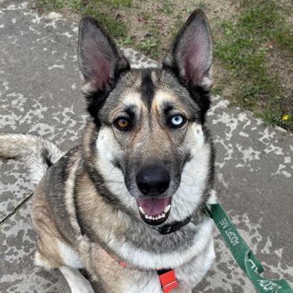 Enlarge Cinco, a Adoptable mixed breed in Pasadena, CA image 6/6