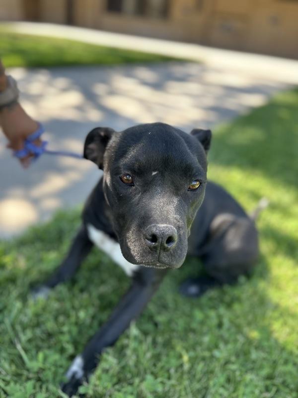 Enlarge Classy, a Adoptable mixed breed in Victorville, CA image 1/1