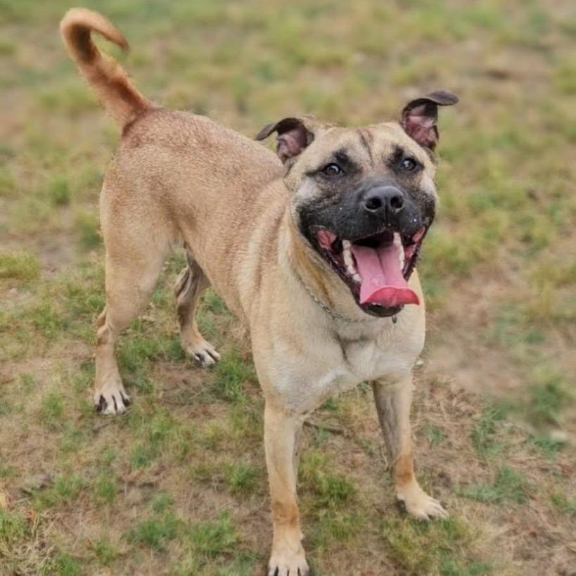 Enlarge Buddy, a ADOPTABLE mixed breed in Leesburg, GA image 1/1