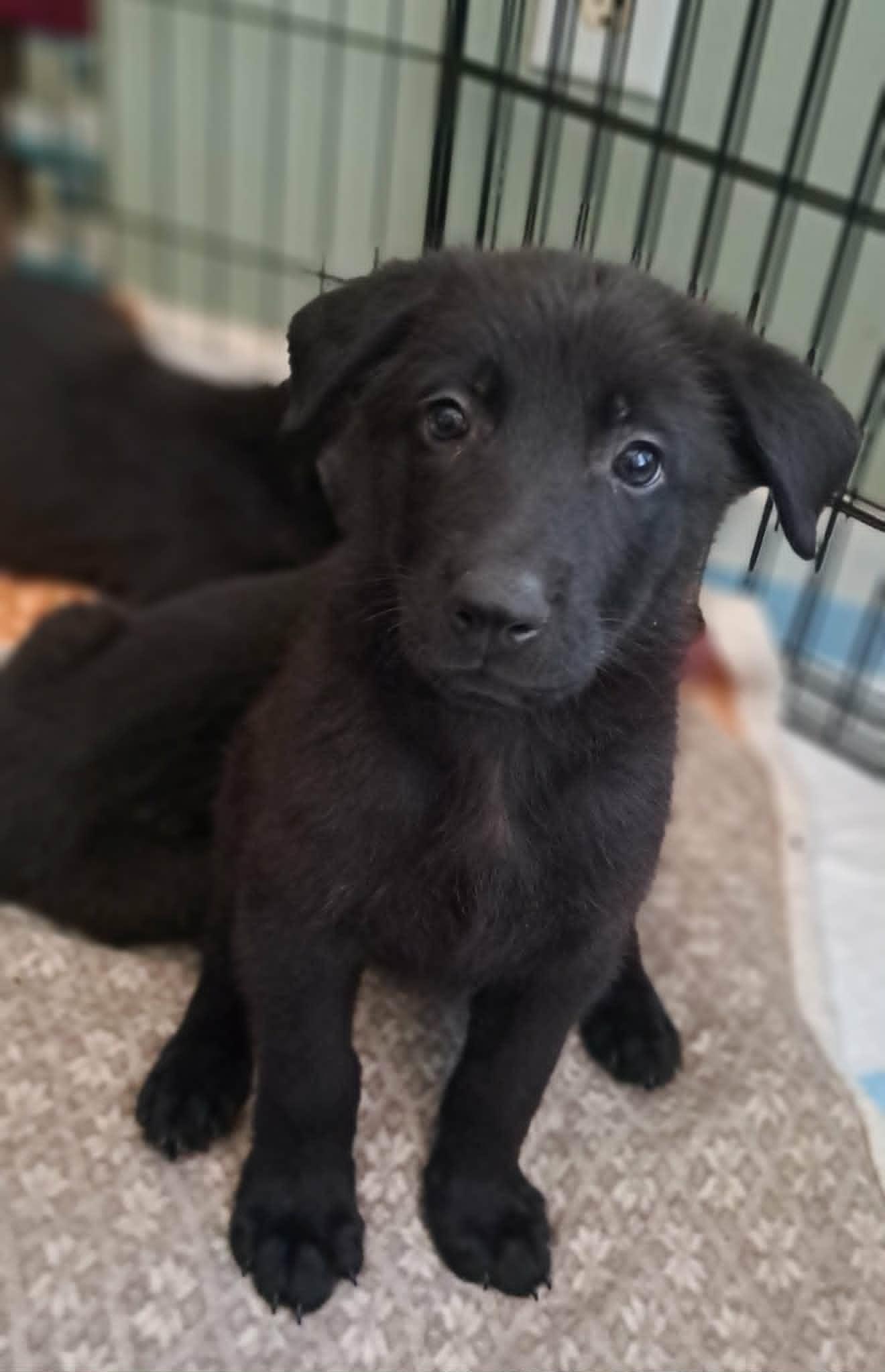 Dahlia, a Adoptable German Shepherd Dog in Winston-Salem, NC image 1/6