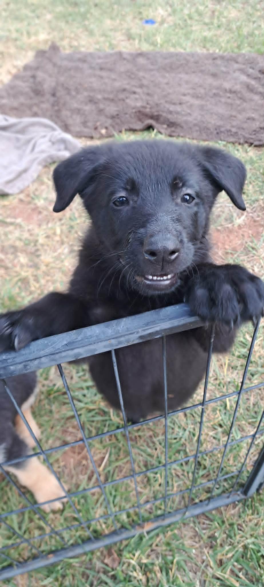 Dahlia, a Adoptable German Shepherd Dog in Winston-Salem, NC image 6/6