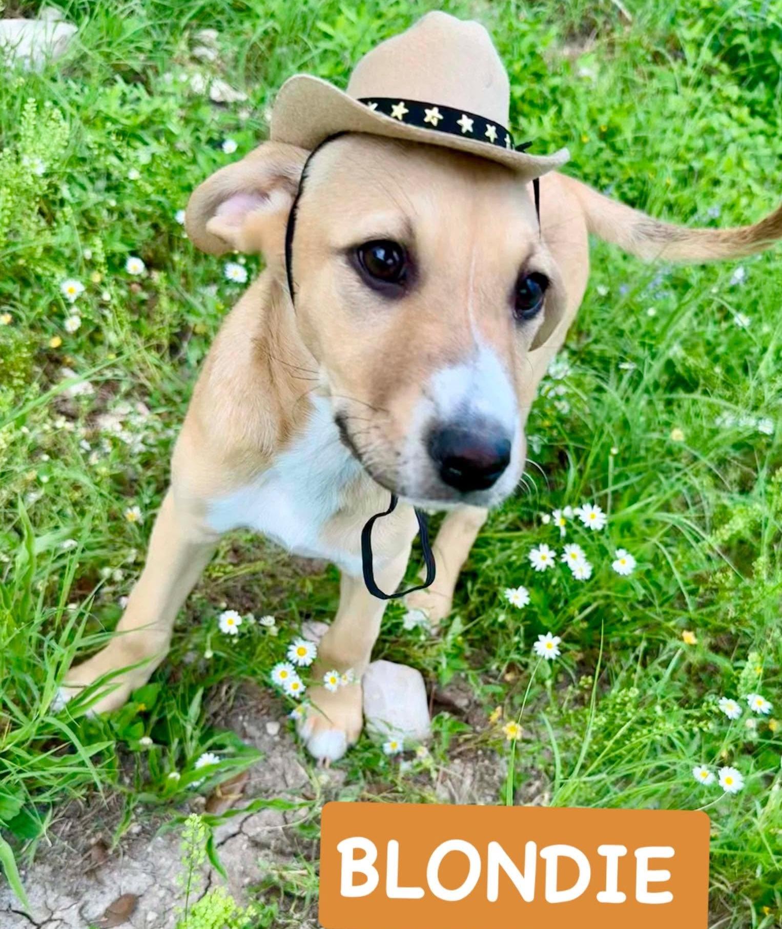 Blondie, ADOPTABLE, Puppy Female Chihuahua & Terrier.