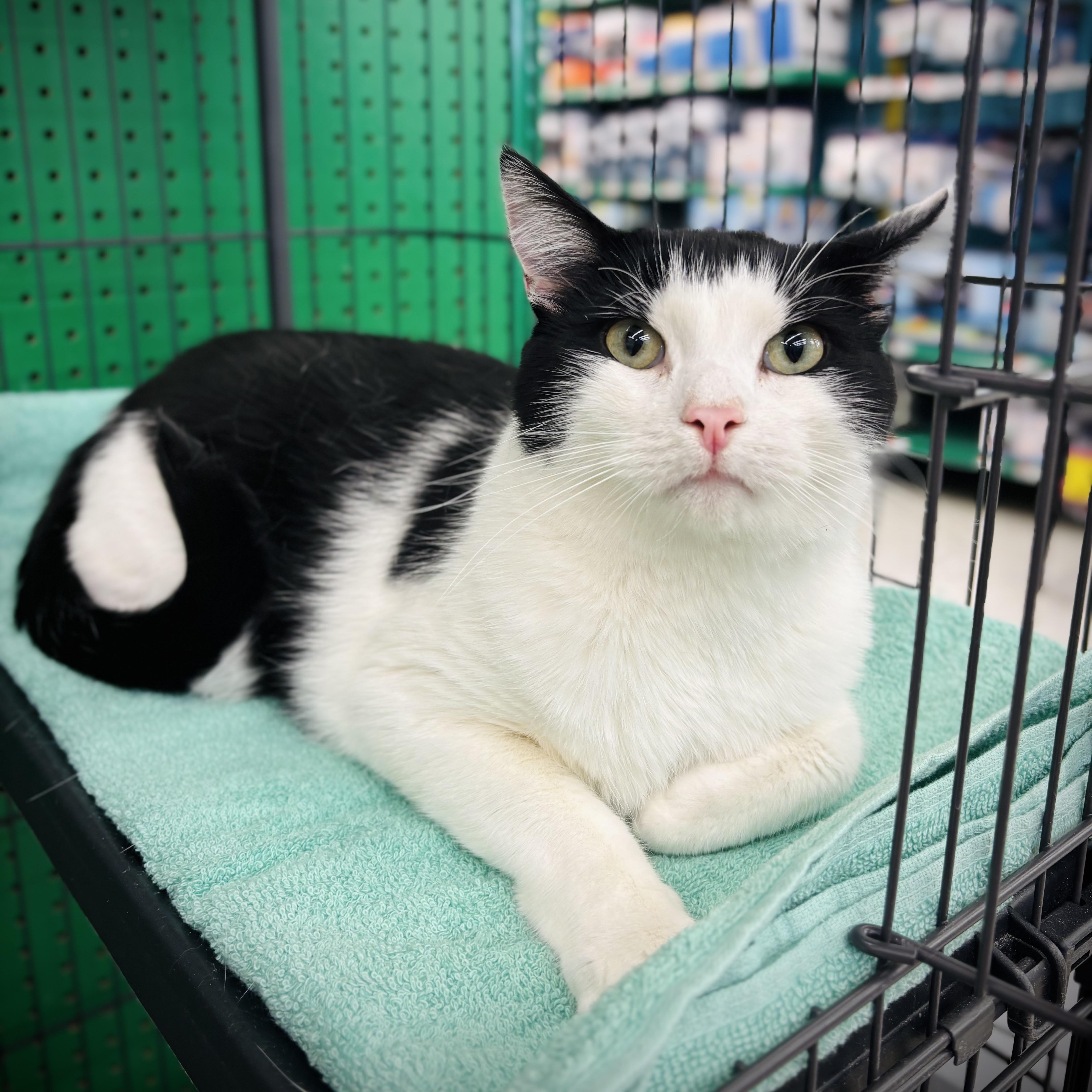 Liam, adopted, Young Male Domestic Short Hair.