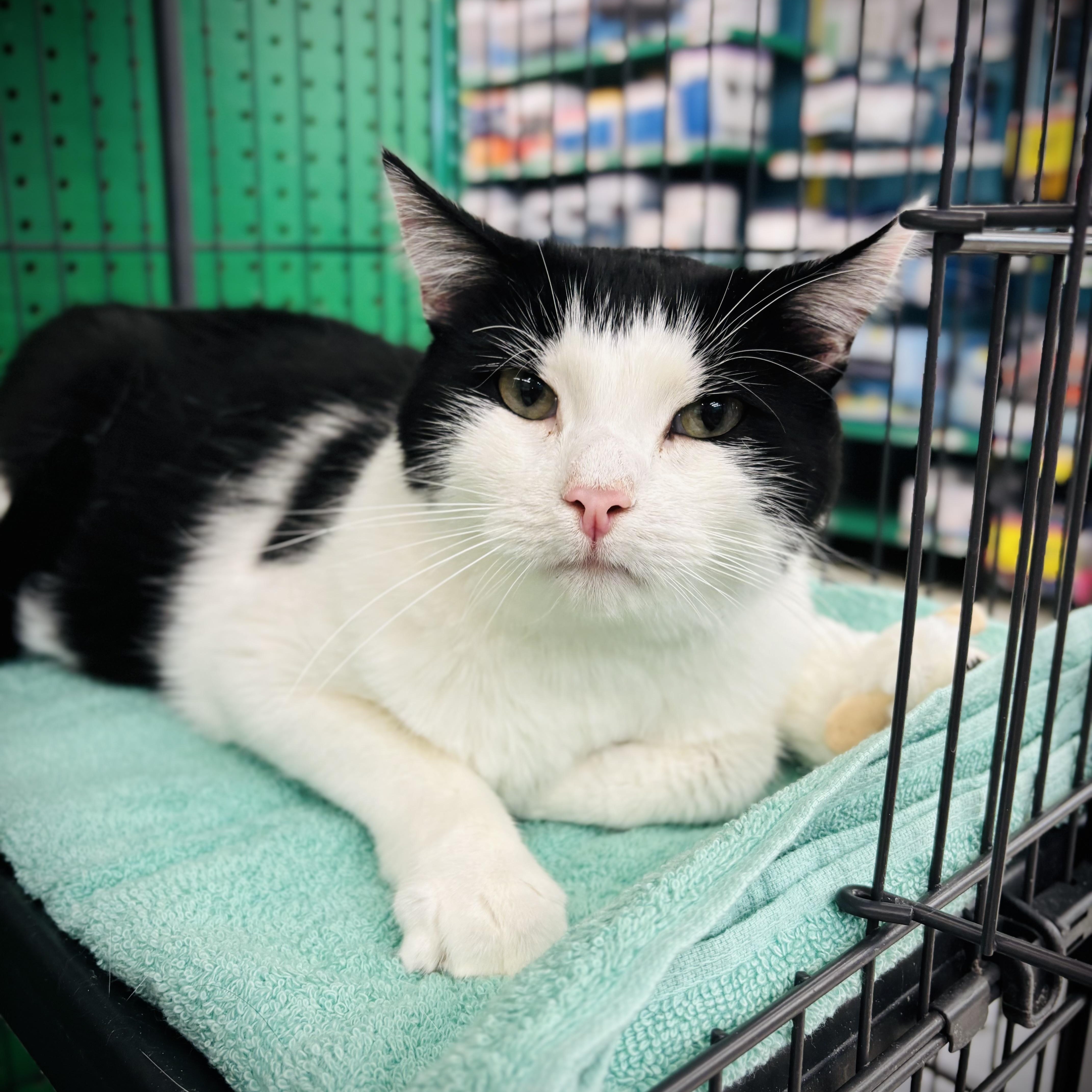 Enlarge Liam, an adopted Domestic Short Hair in Buffalo, NY image 2/2