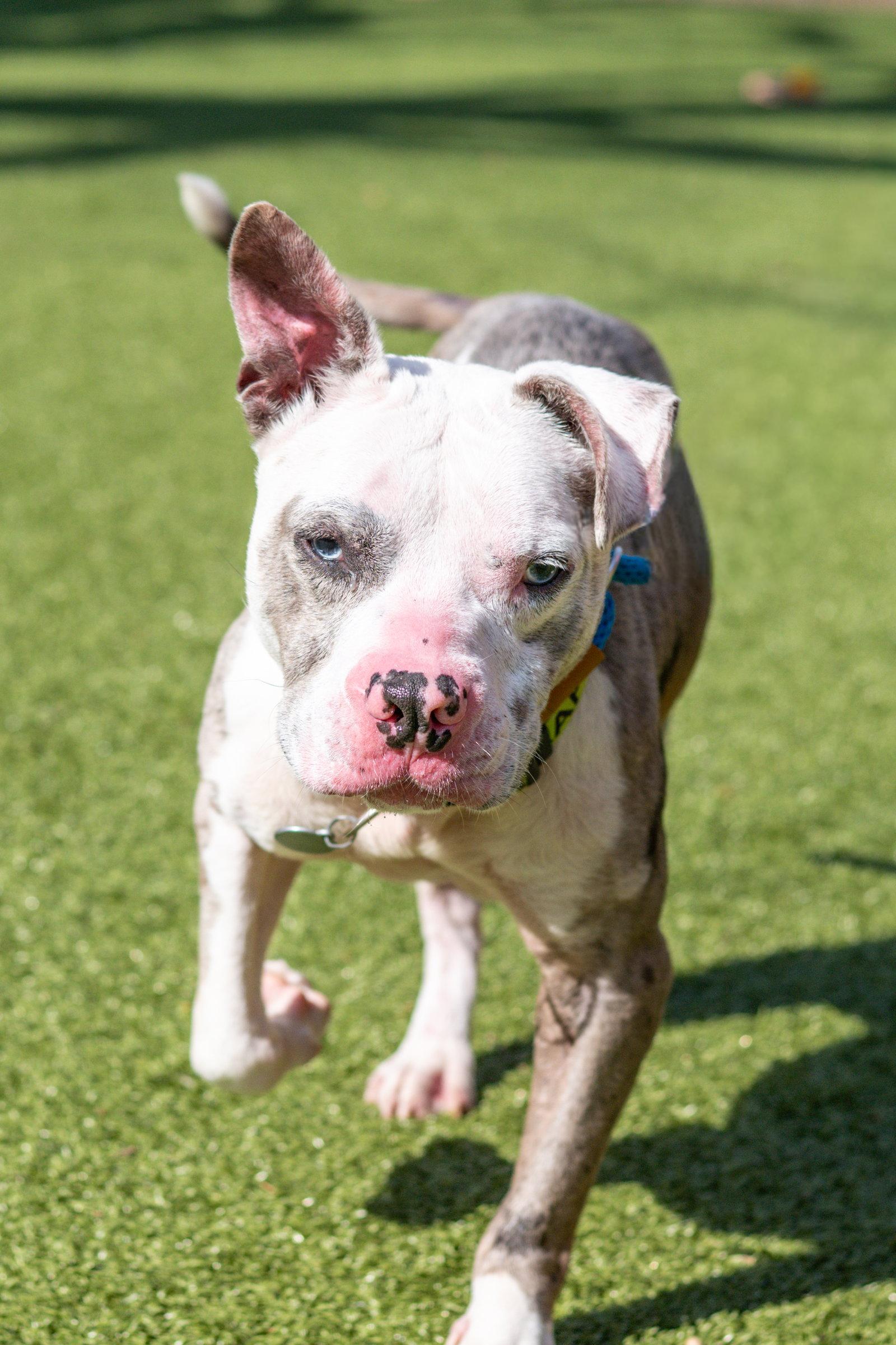 Thanos, Adopted, Senior Male Terrier.