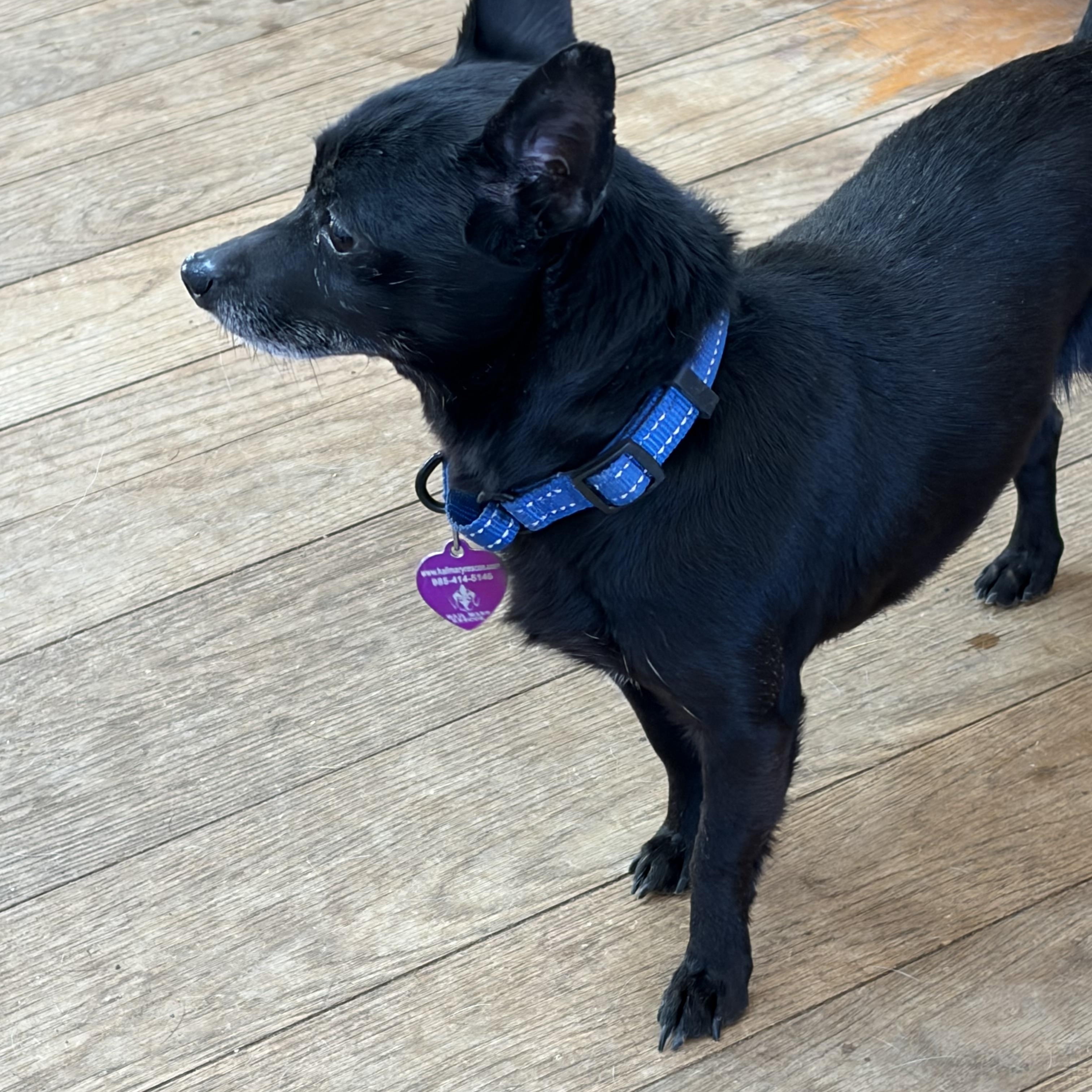 Enlarge Onyx , an adopted mixed breed in Warrenton, VA image 4/6