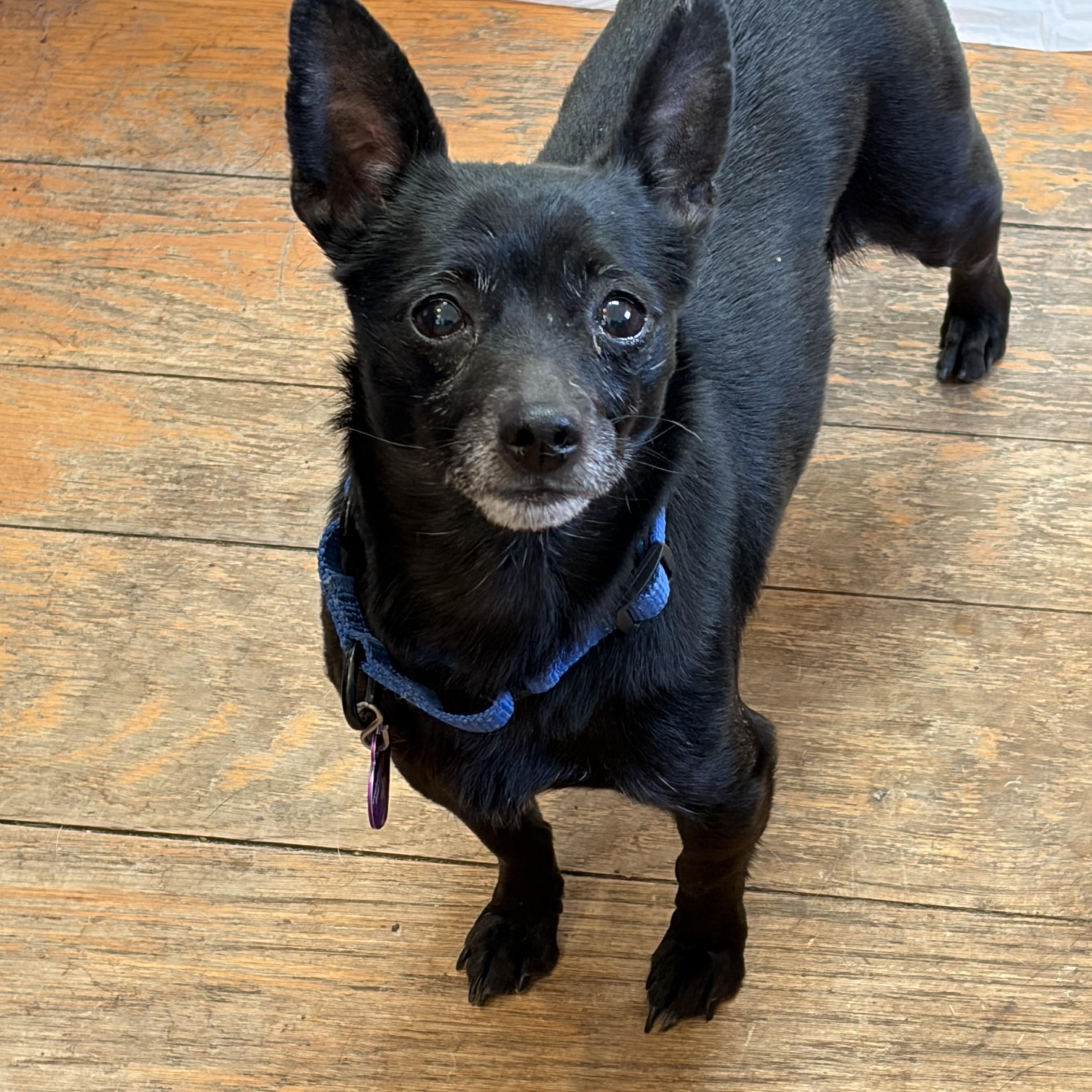 Enlarge Onyx , an adopted mixed breed in Warrenton, VA image 5/6