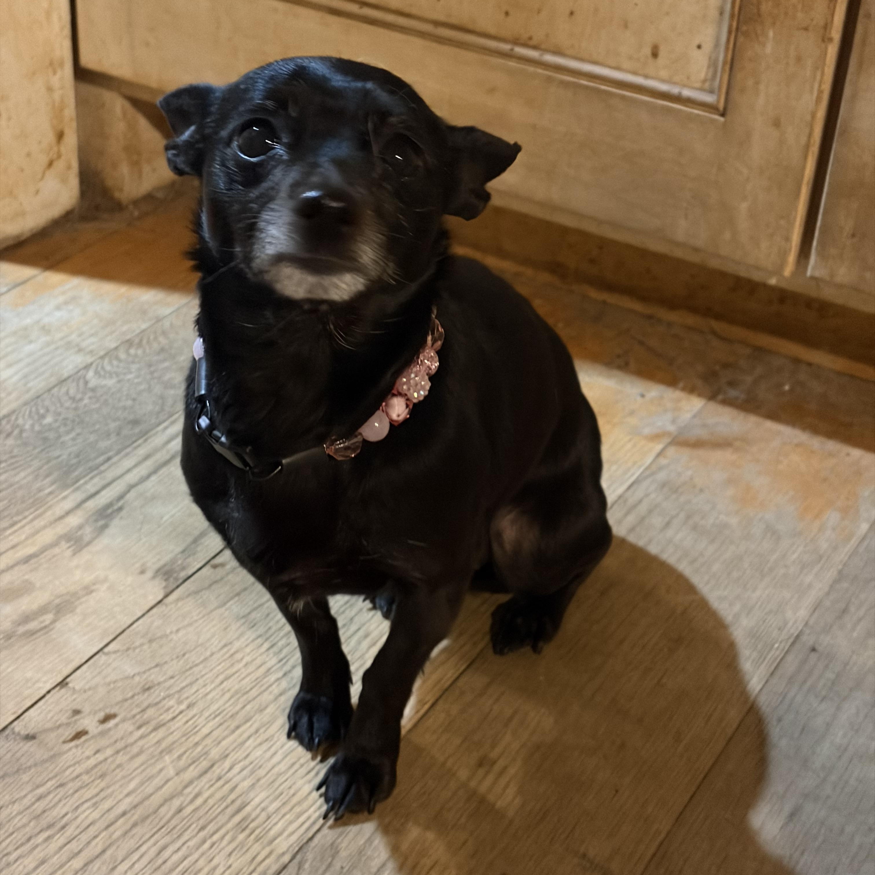 Enlarge Onyx , an adopted mixed breed in Warrenton, VA image 3/6