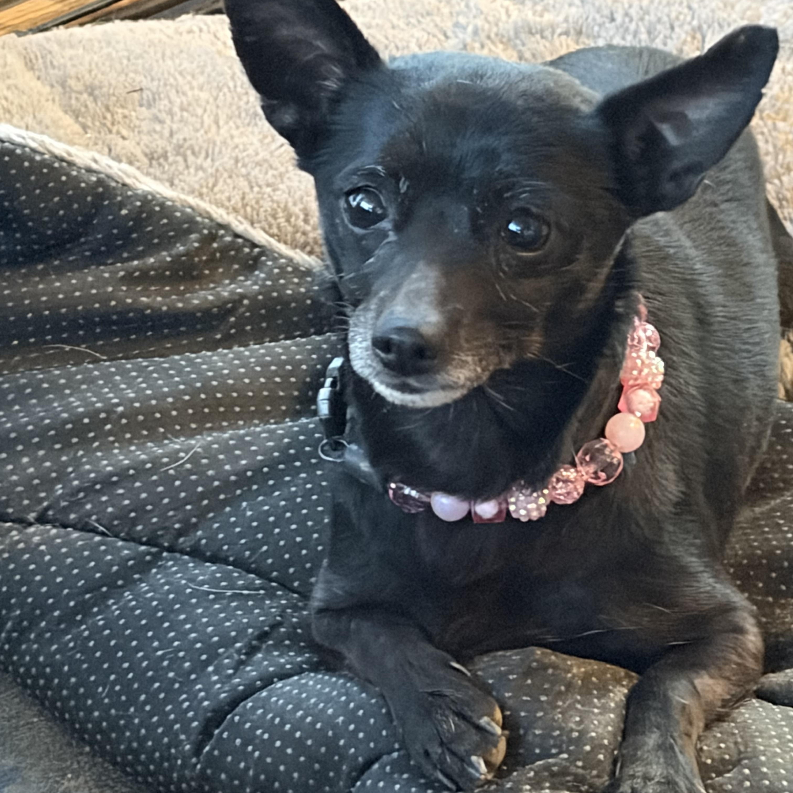 Onyx , adopted, Adult Female Jack Russell Terrier & Chihuahua.
