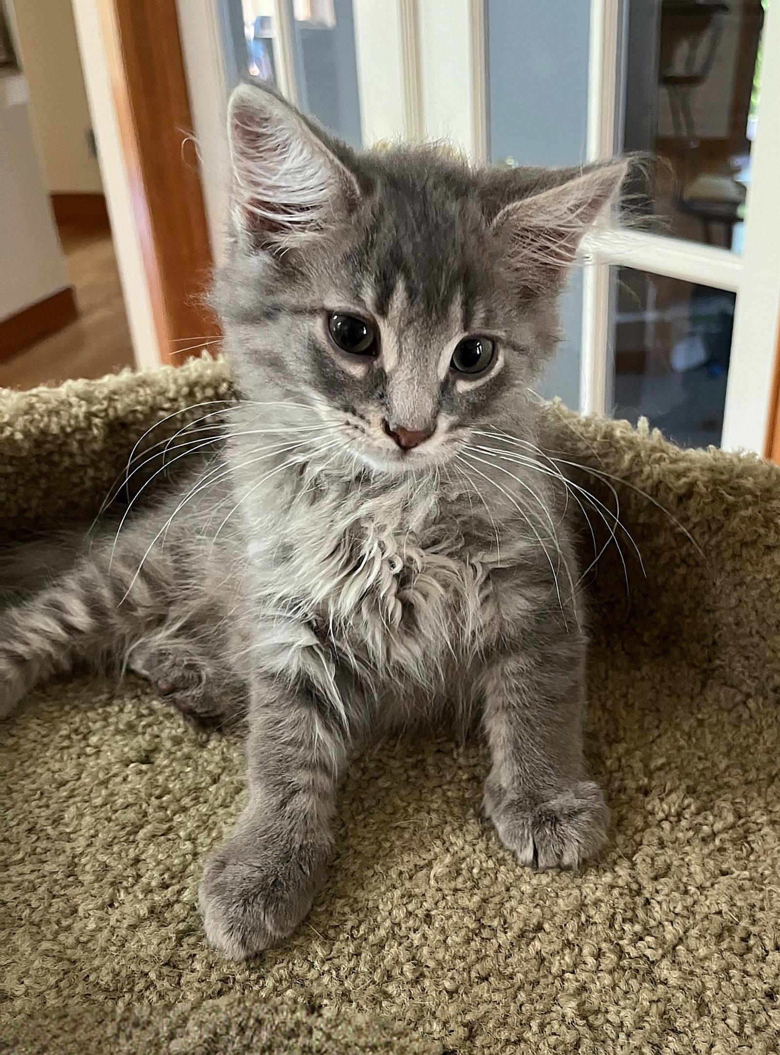 Enlarge Willy, a Adopted Domestic Long Hair in Whitehall, PA image 1/3