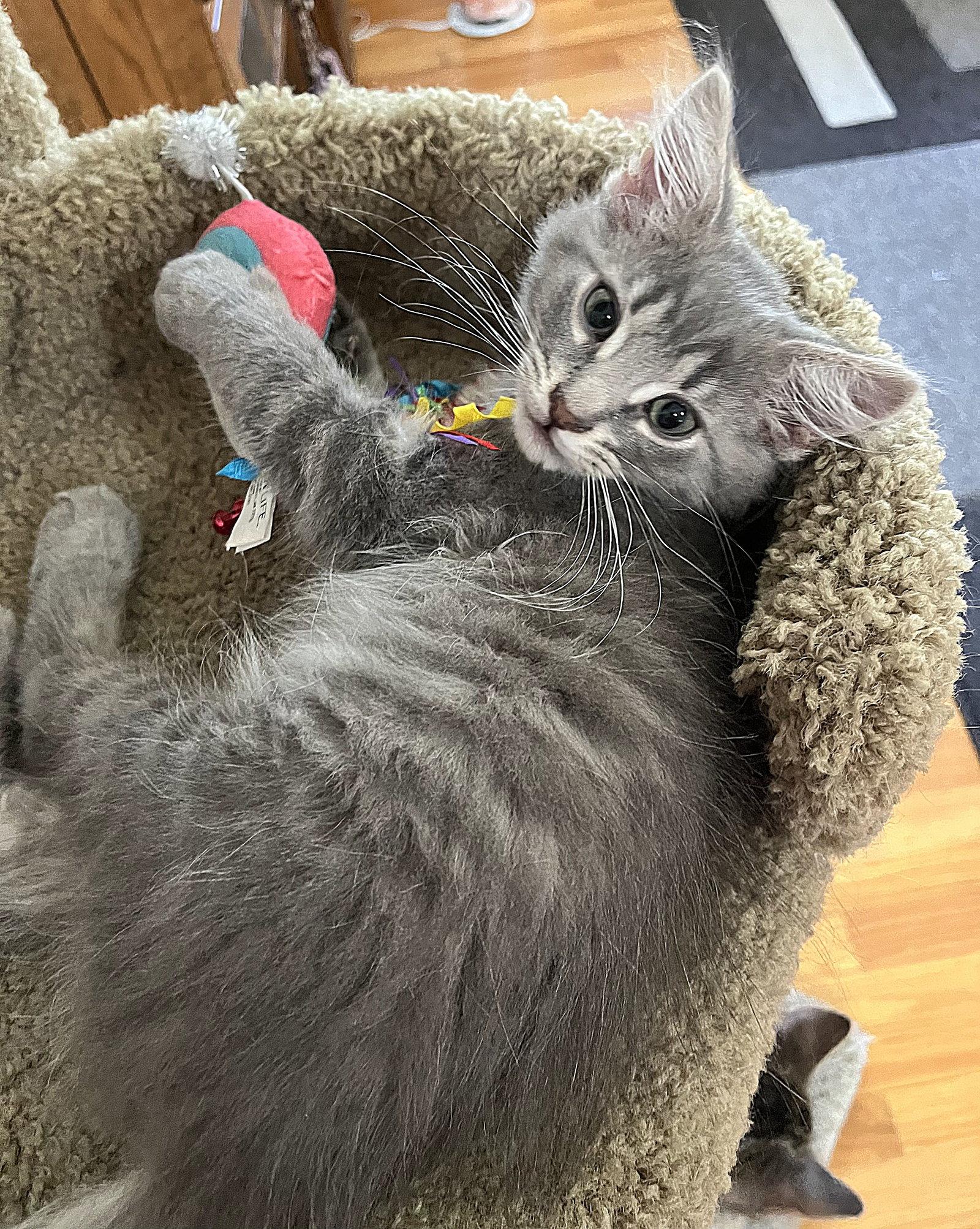 Enlarge Willy, a Adopted Domestic Long Hair in Whitehall, PA image 2/3