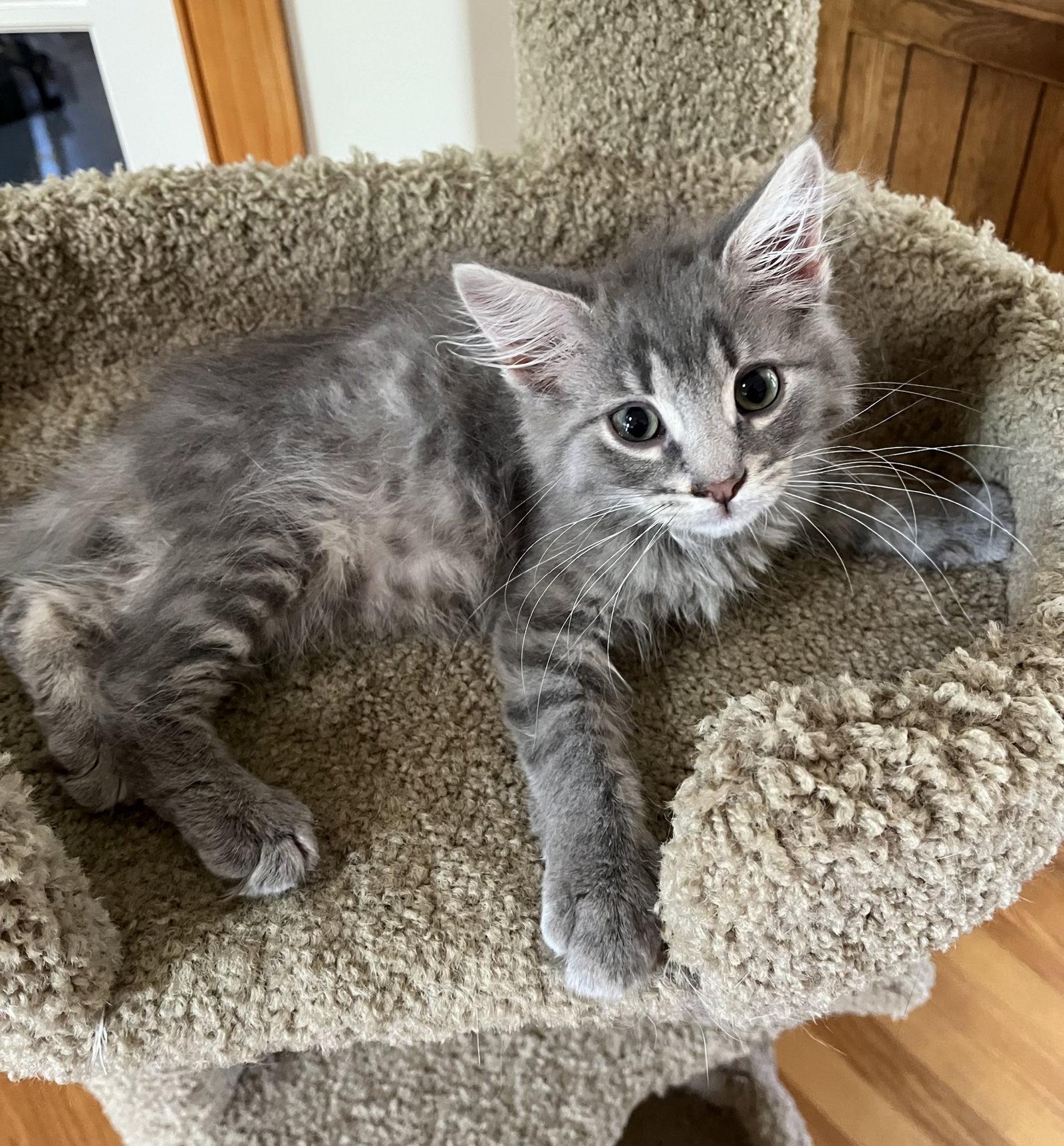 Enlarge Willy, a Adopted Domestic Long Hair in Whitehall, PA image 3/3