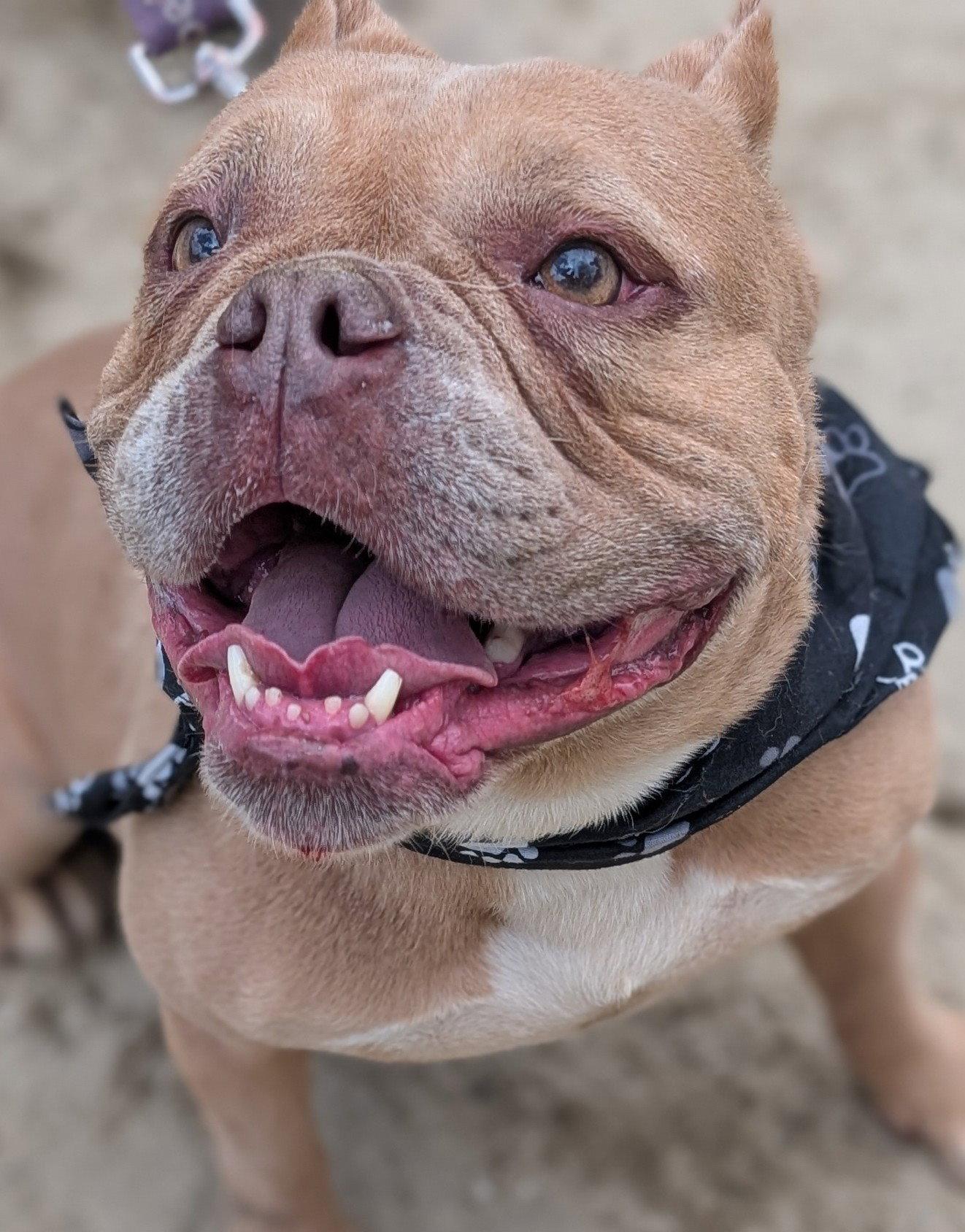 Enlarge Wren, a Adoptable American Bulldog in Hillsboro, NH image 1/3