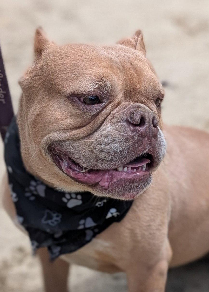 Enlarge Wren, a Adoptable American Bulldog in Hillsboro, NH image 2/3