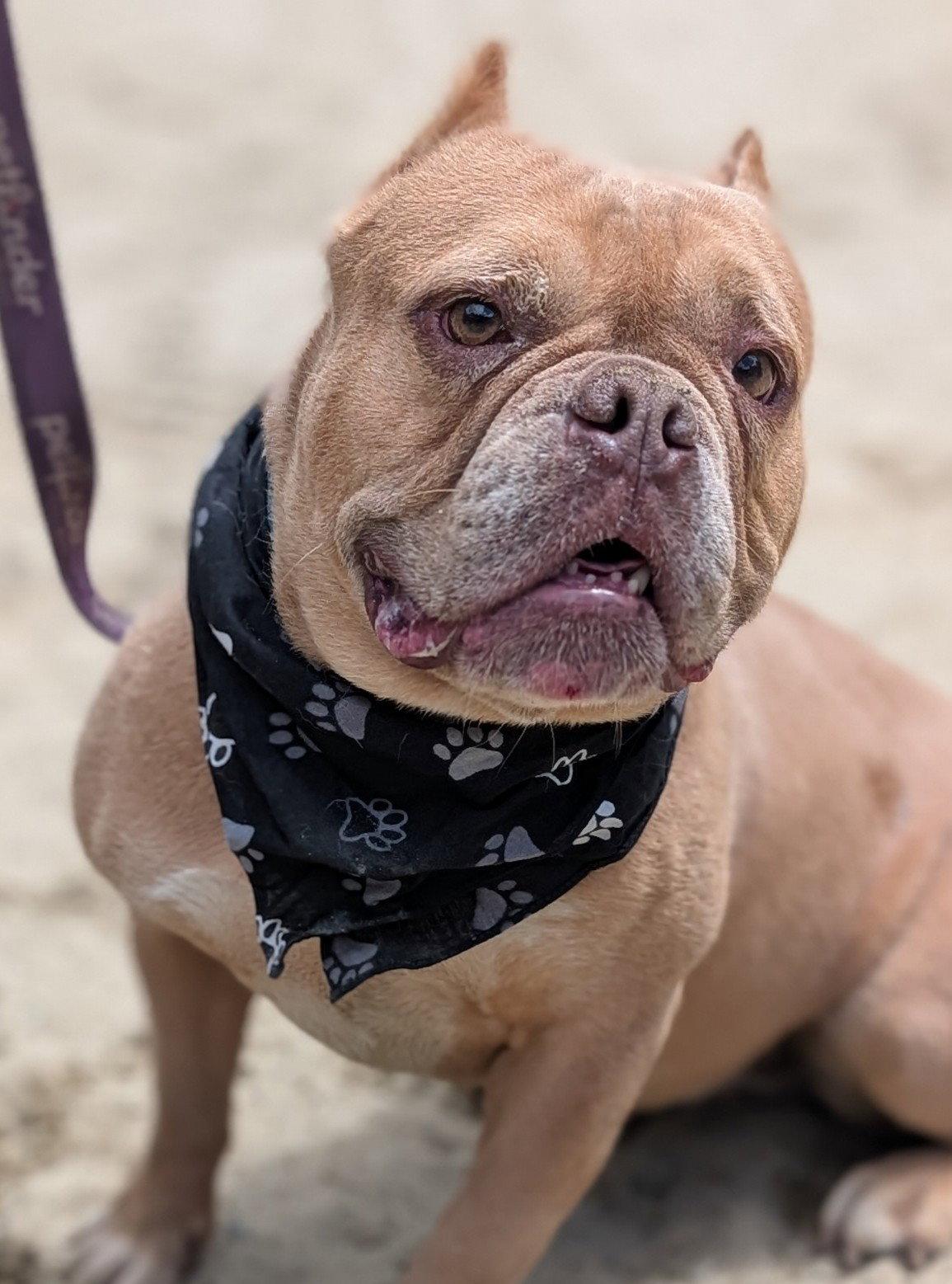 Enlarge Wren, a Adoptable American Bulldog in Hillsboro, NH image 3/3
