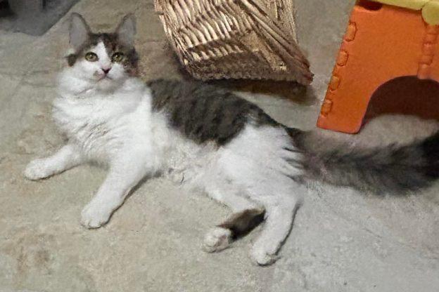 Gerri, ADOPTABLE, Kitten Female Domestic Medium Hair.