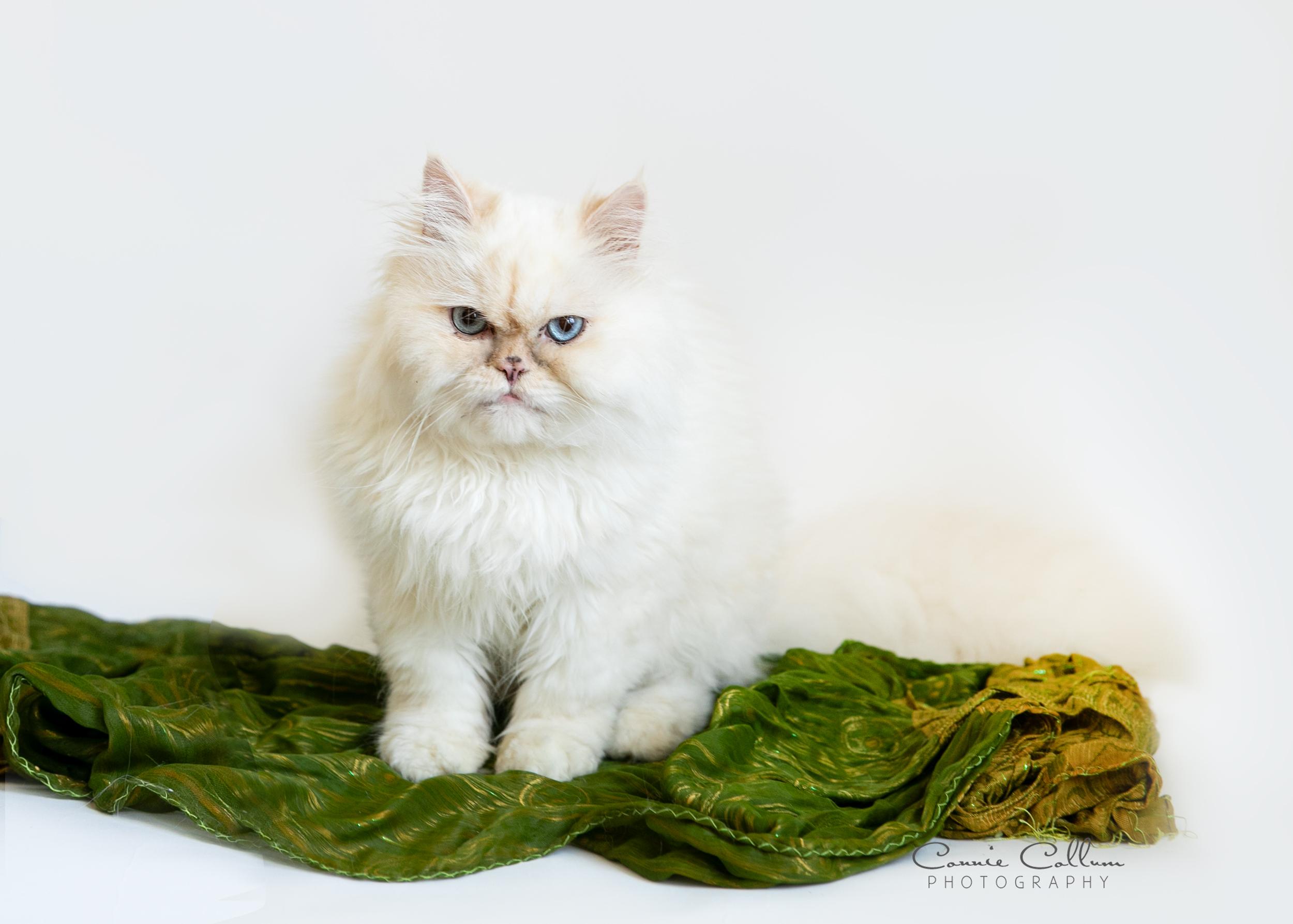 Enlarge Toby, an adopted Himalayan in Homewood, AL image 4/4