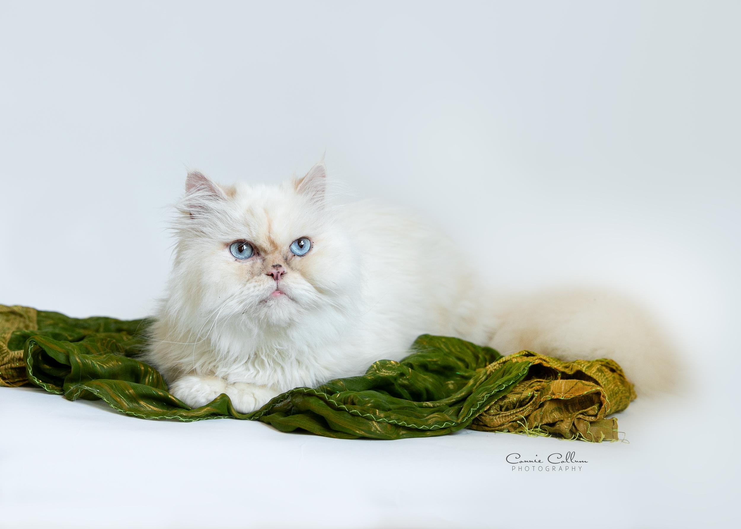Enlarge Toby, an adopted Himalayan in Homewood, AL image 2/4