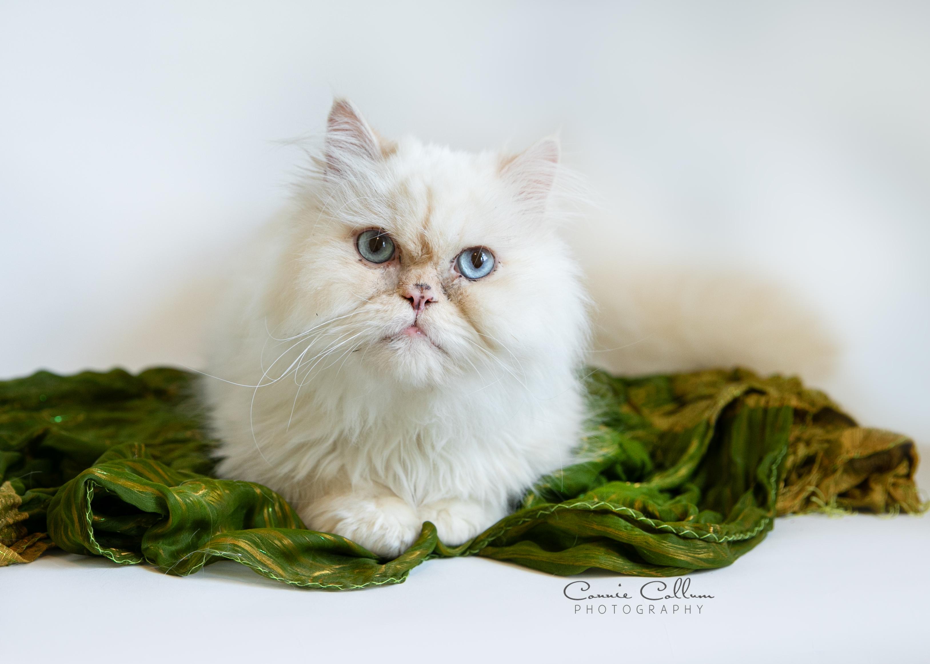 Toby, adopted, Adult Male Himalayan.