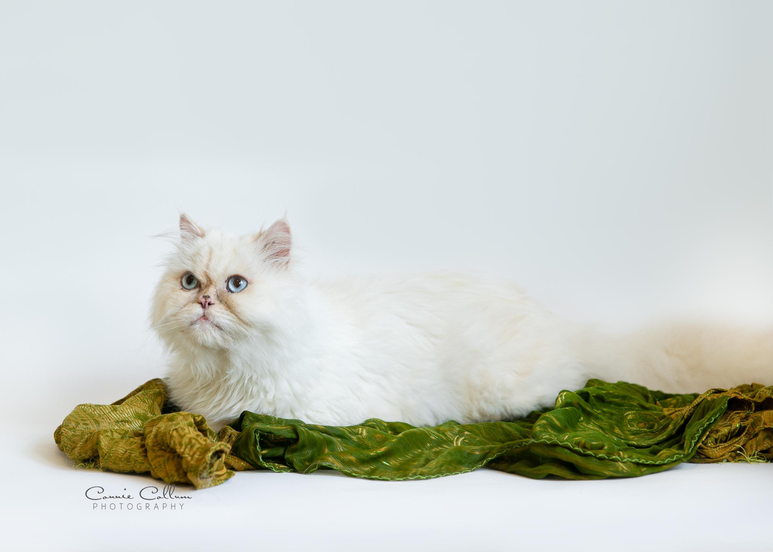 Enlarge Toby, an adopted Himalayan in Homewood, AL image 3/4