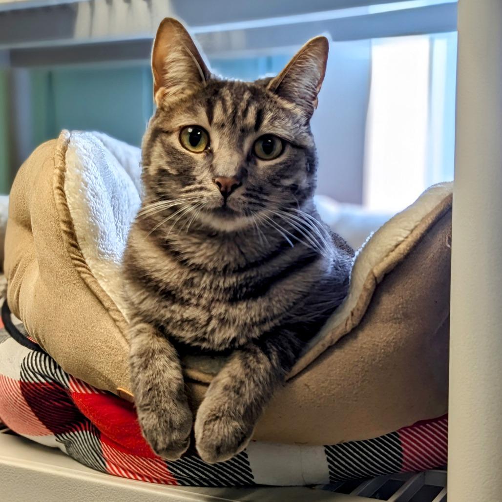 Dylan, Adoptable, Adult Female Domestic Short Hair.