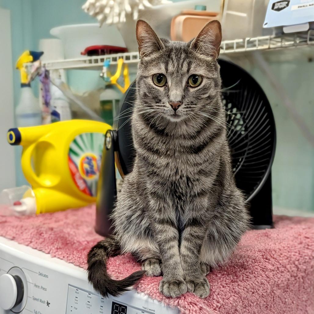 Enlarge Dylan, a Adoptable Domestic Short Hair in Buffalo, NY image 2/2