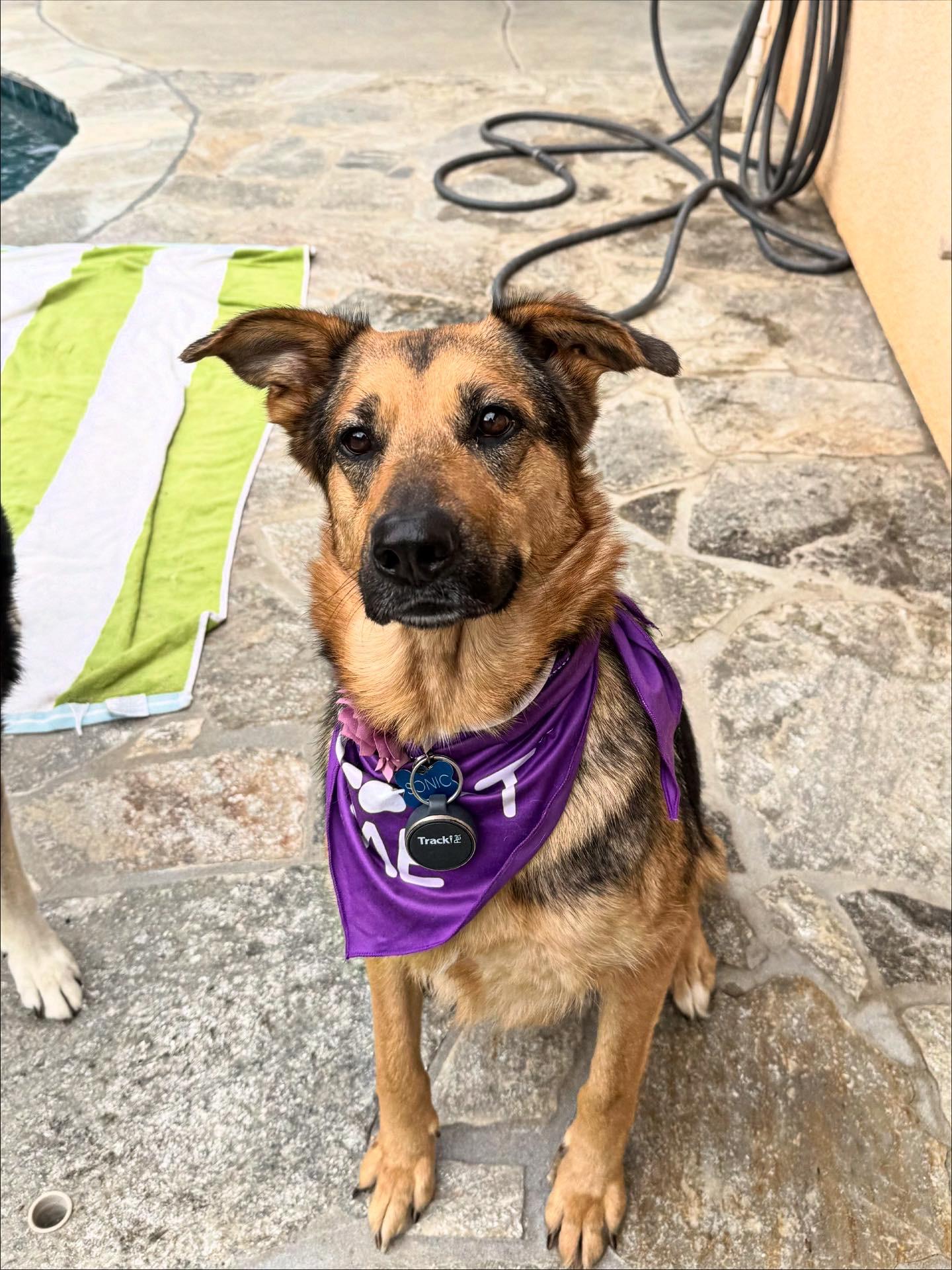 Enlarge Roxy, an adopted mixed breed in Corona, CA image 2/3