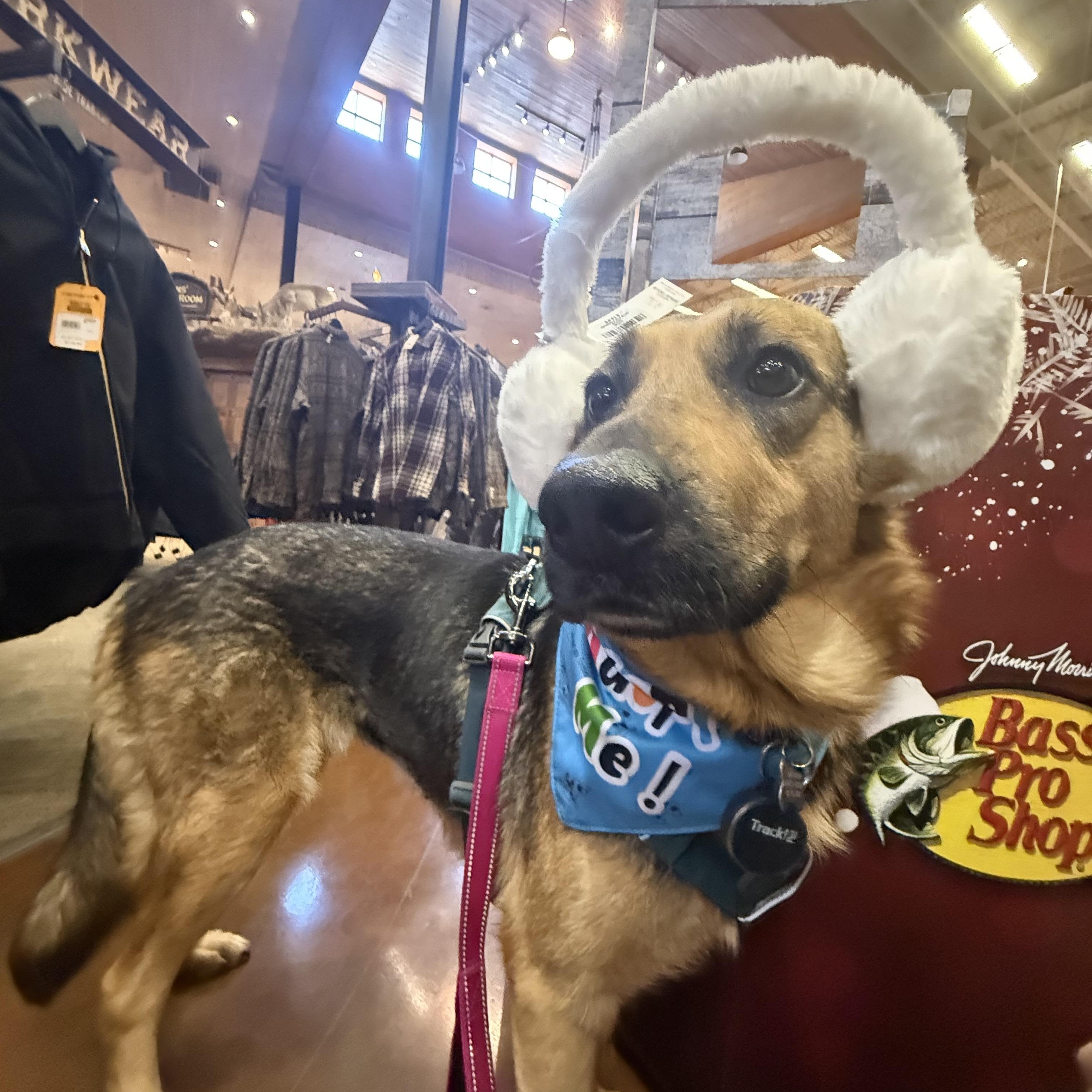 Roxy, adopted, Young Female German Shepherd Dog & Mixed Breed.