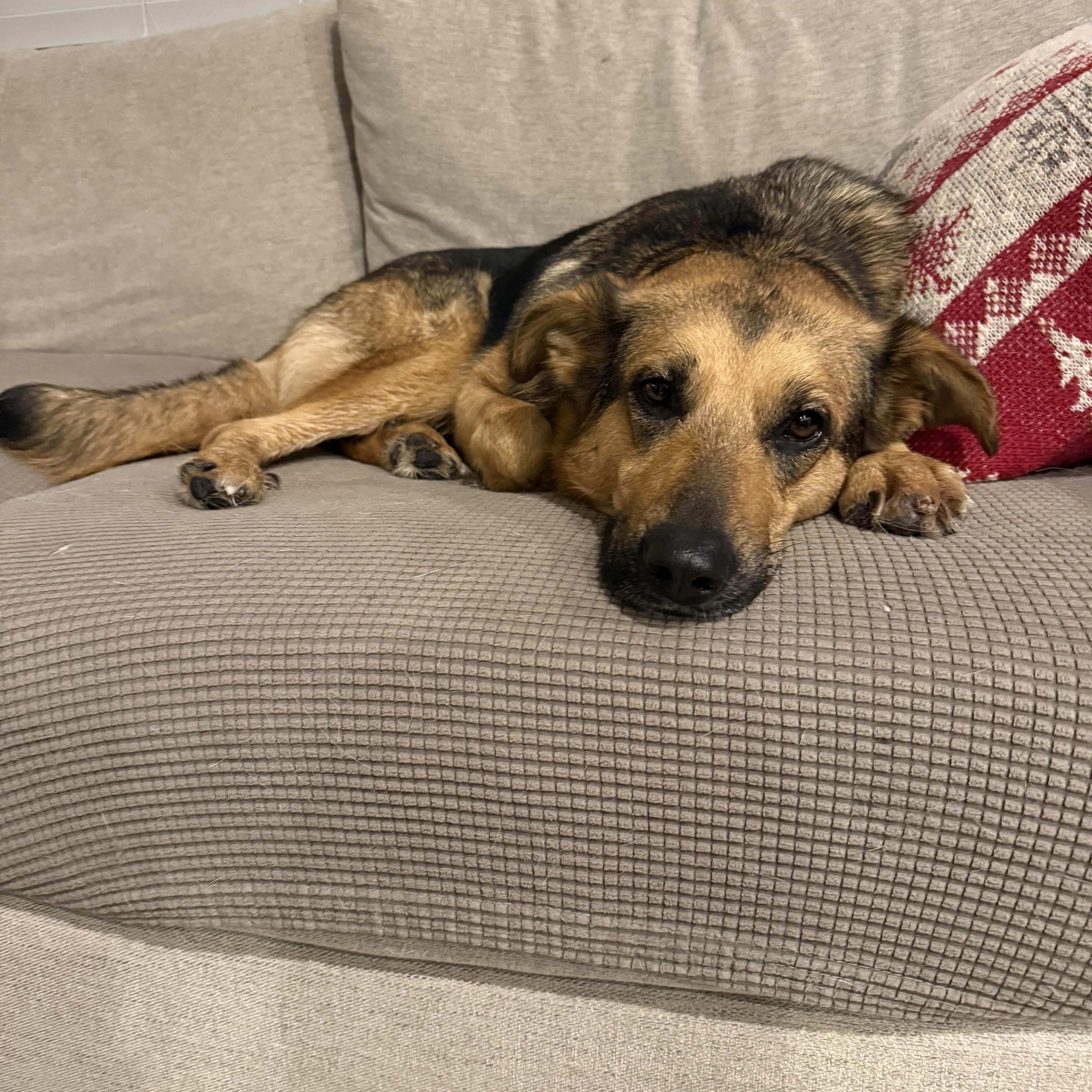 Enlarge Roxy, an adopted mixed breed in Corona, CA image 3/3