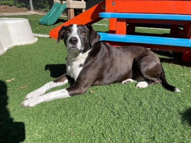 Sadie Sue, Adoptable, Senior Female Pointer & Border Collie.