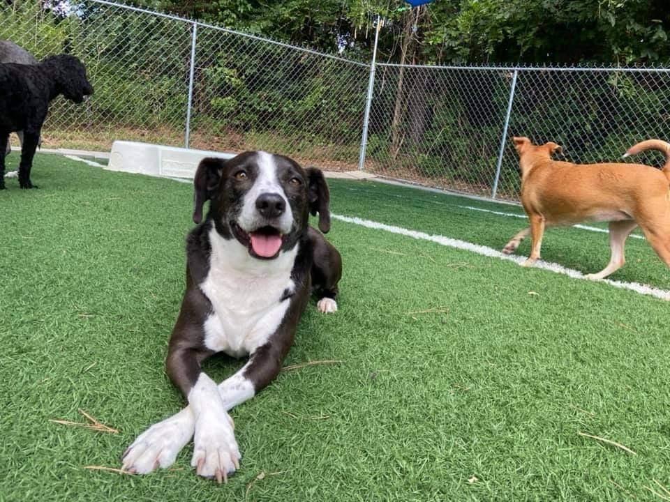 Sadie Sue, a Adoptable mixed breed in Little Rock, AR image 2/5