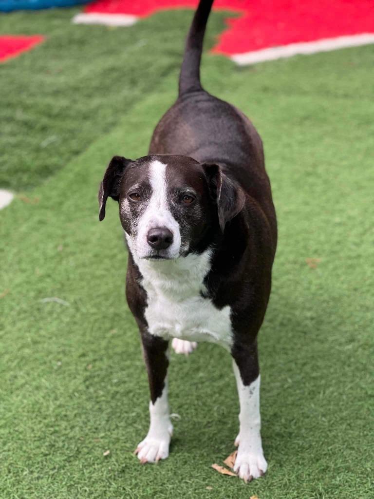 Sadie Sue, a Adoptable mixed breed in Little Rock, AR image 3/5