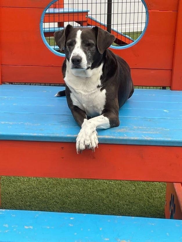 Sadie Sue, a Adoptable mixed breed in Little Rock, AR image 5/5