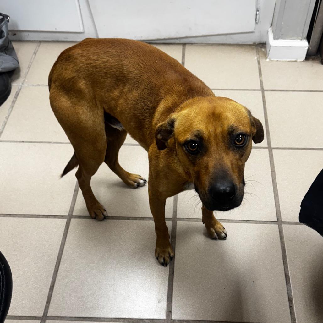 Brownie, Adoptable, Adult Male Hound.