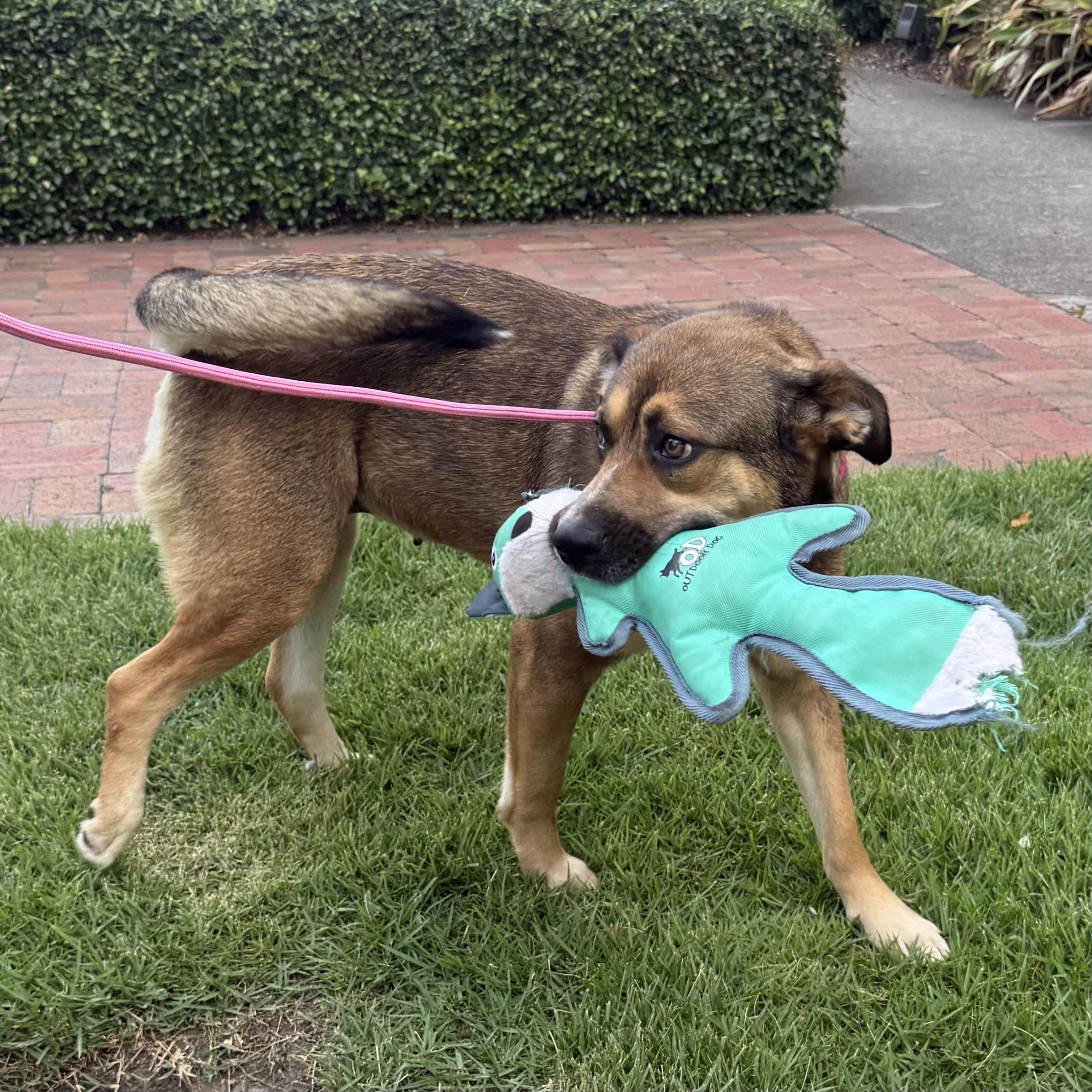 Enlarge Mona, a Adoptable mixed breed in West Chester, PA image 4/6