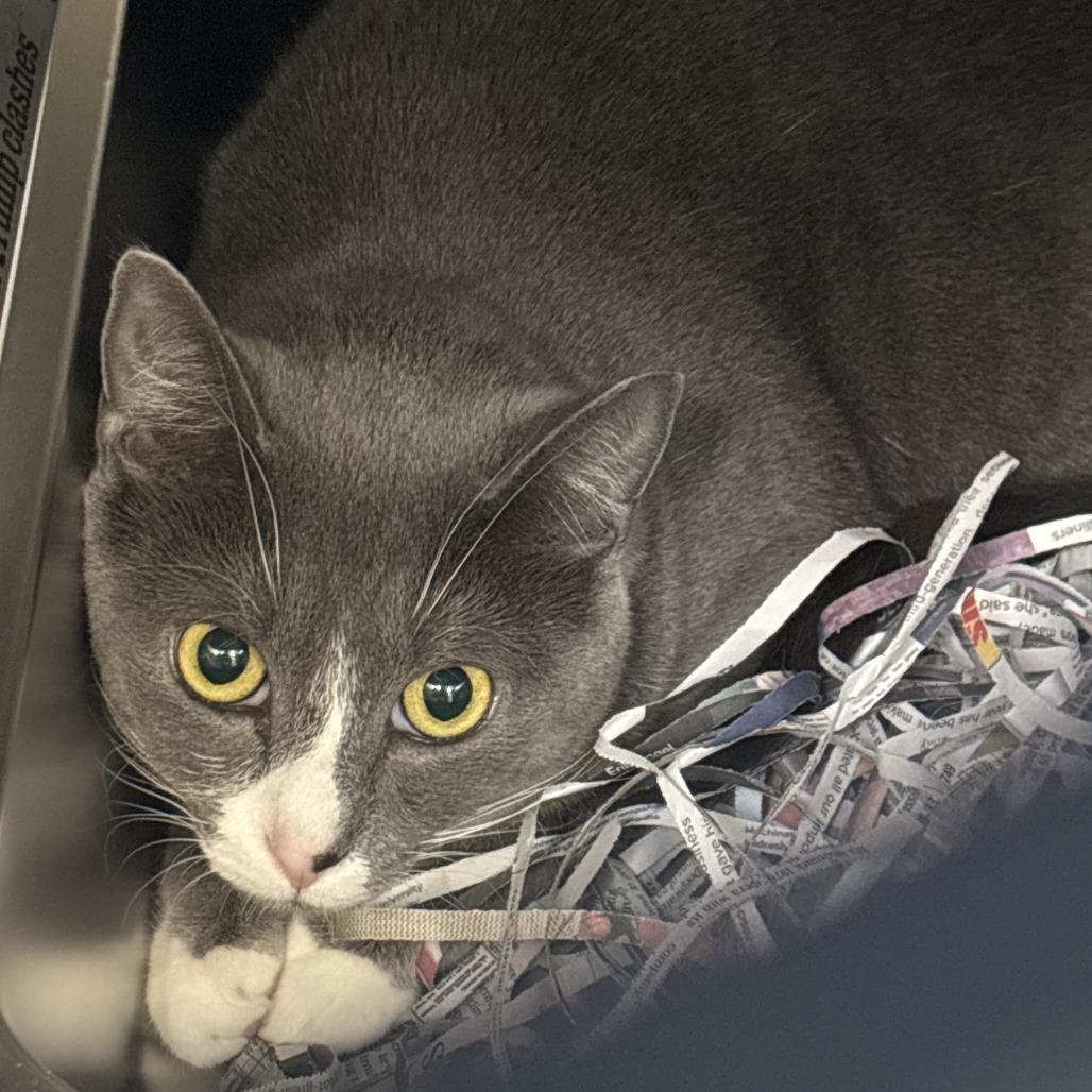 Paula, Adoptable, Adult Female Domestic Short Hair.
