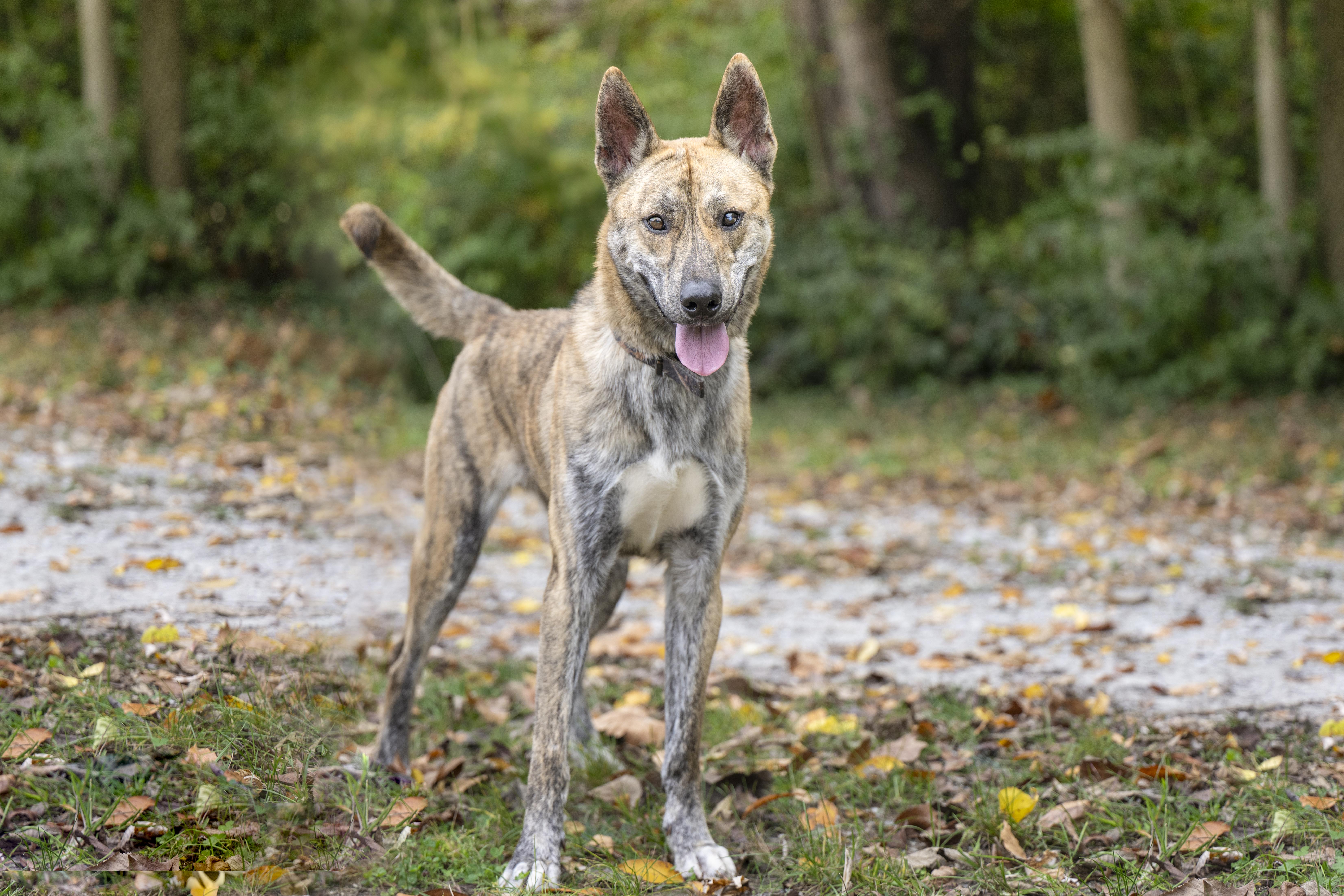 Alan, Adoptable, Adult Male Pit Bull Terrier.
