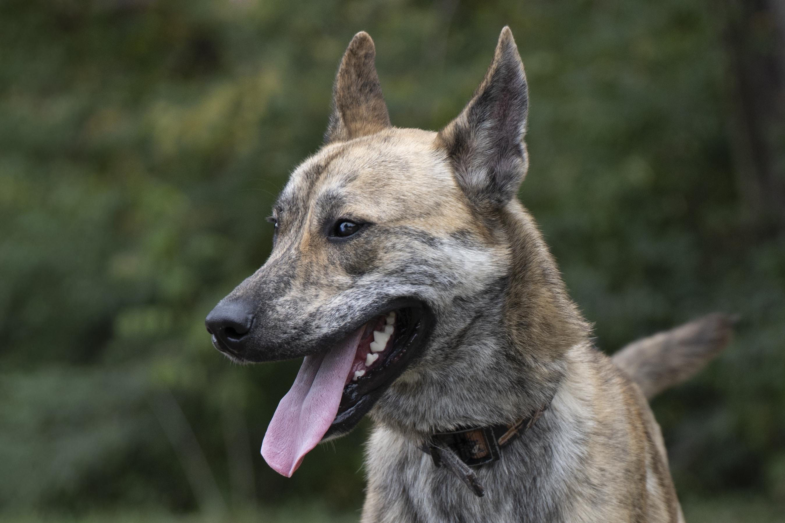 Alan, a Adoptable mixed breed in Terre Haute, IN image 2/2