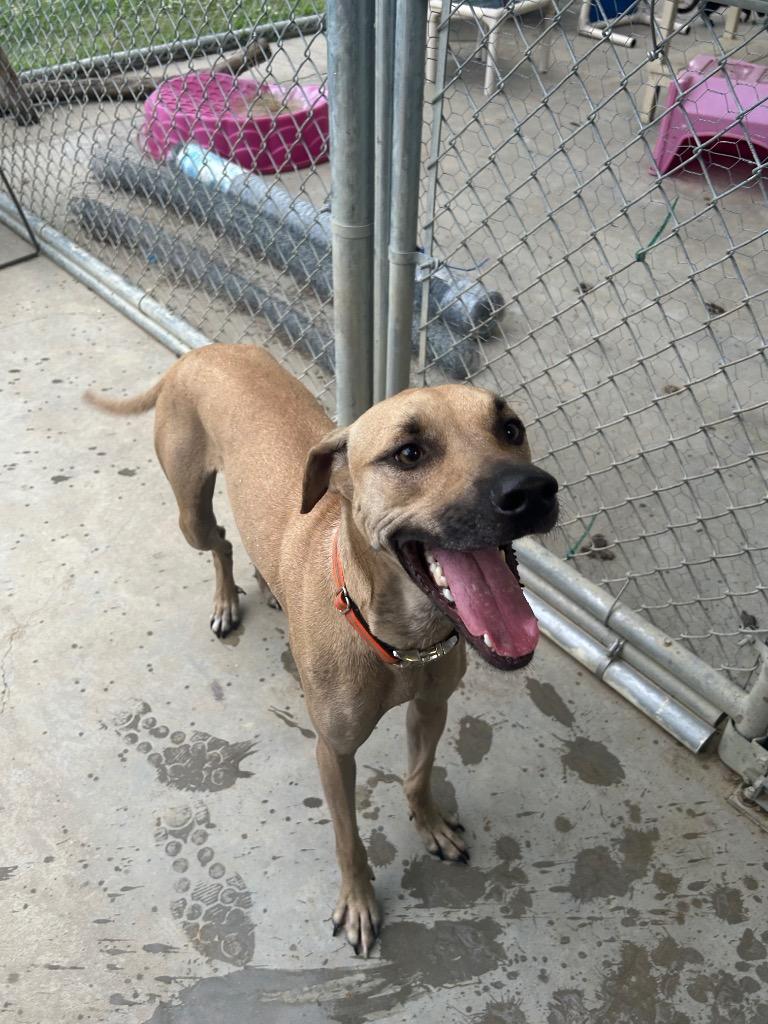 Nola, Adoptable, Young Female Black Mouth Cur.