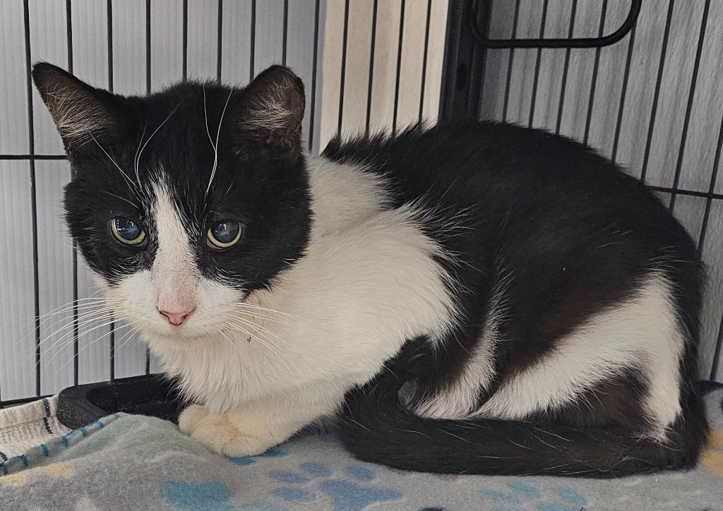 Dell, Adoptable, Adult Male Domestic Short Hair.